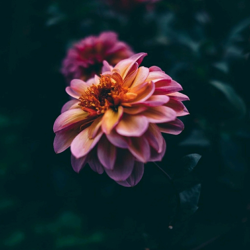 Meet your Posher, Chakena